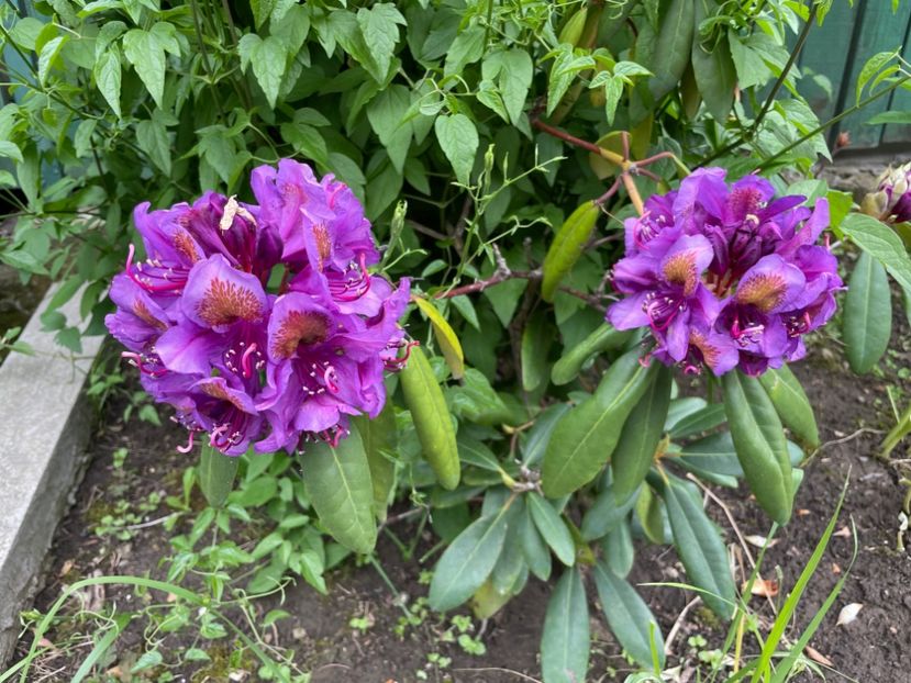  - 0005 - Gradina - 2025