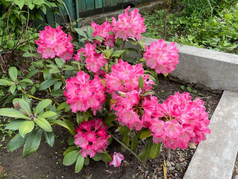  - 0005 - Gradina - 2025