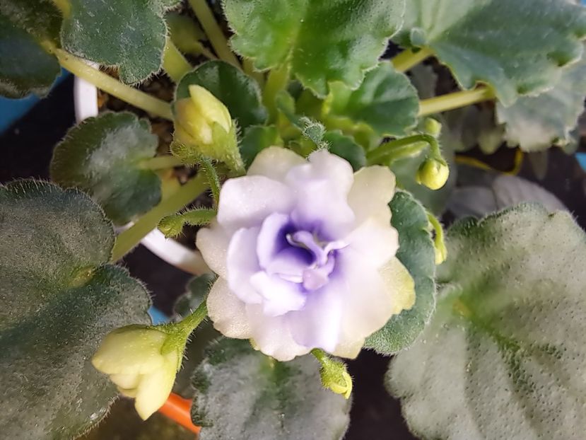  - Violeta Optimara little moonstone