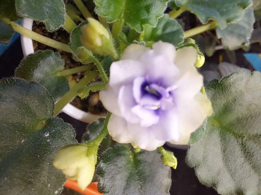  - Violeta Optimara little moonstone