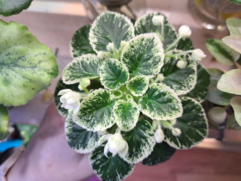  - Violeta Wesley Forest Dancer