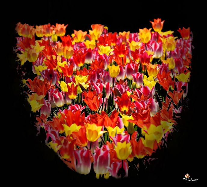 Tulips Deco  - A - DECO ART - CANADA