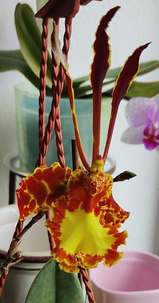  - Orhidee_2_psychopsis