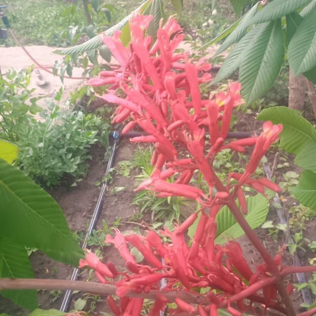 castan rosu-aesculus pavia - arbori ornamentali 2025