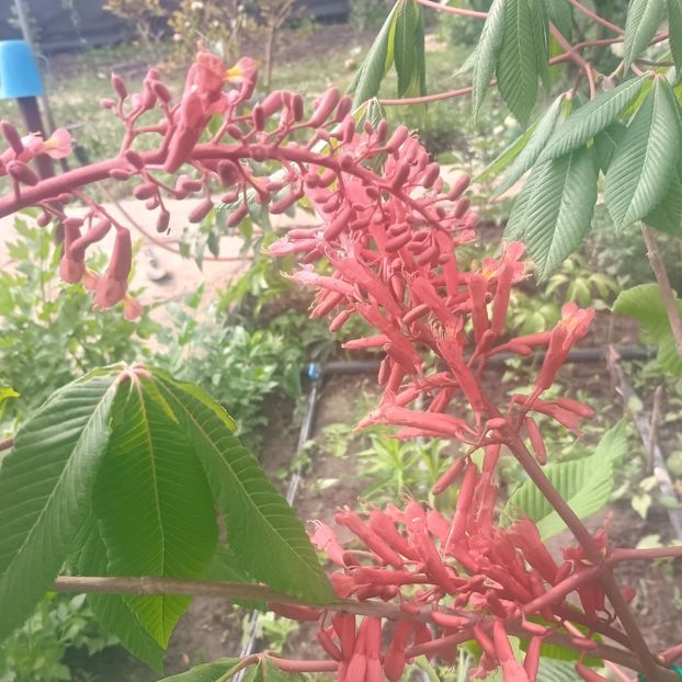  - arbori ornamentali 2025