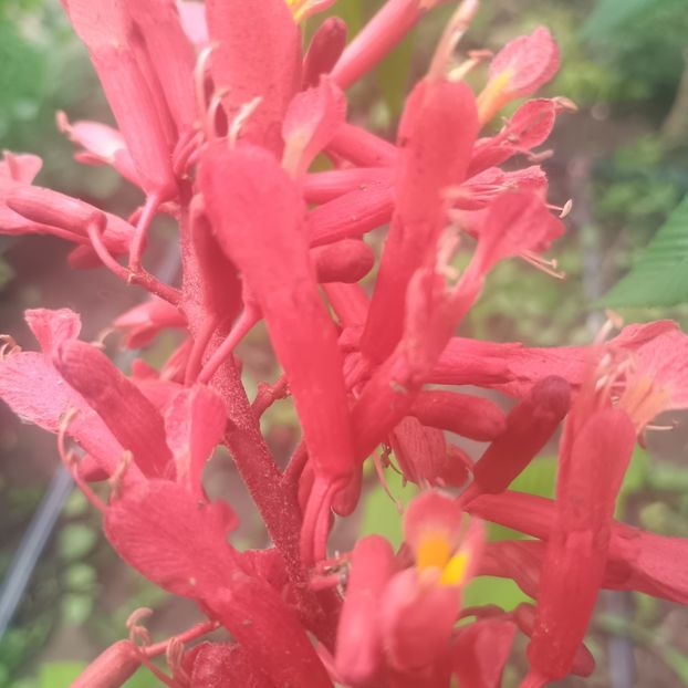  - arbori ornamentali 2025