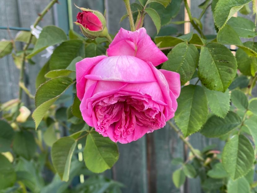  - 0008 - Trandafiri 2025