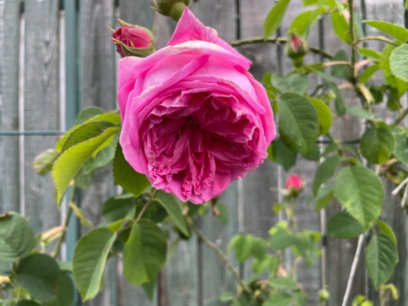  - 0008 - Trandafiri 2025