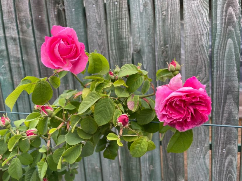  - 0008 - Trandafiri 2025