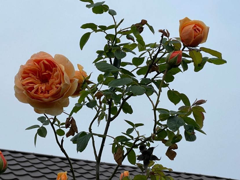  - 0008 - Trandafiri 2025