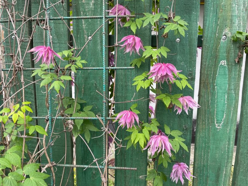  - 0005 - Gradina - 2025