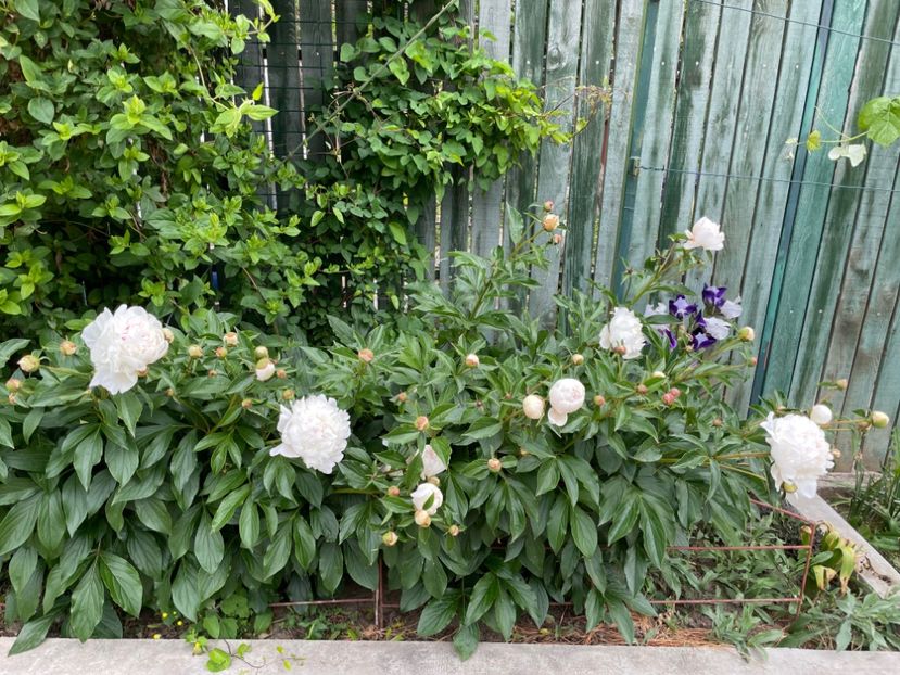  - 0005 - Gradina - 2025