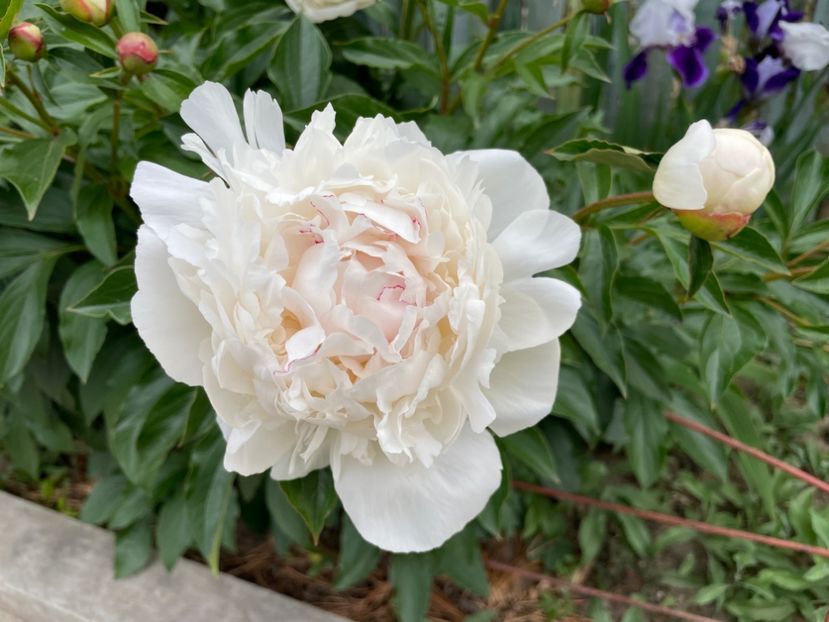  - 0005 - Gradina - 2025