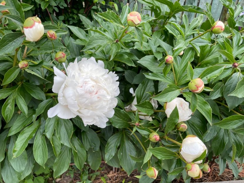  - 0005 - Gradina - 2025