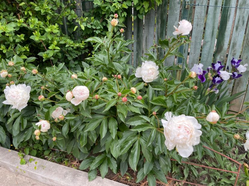  - 0005 - Gradina - 2025