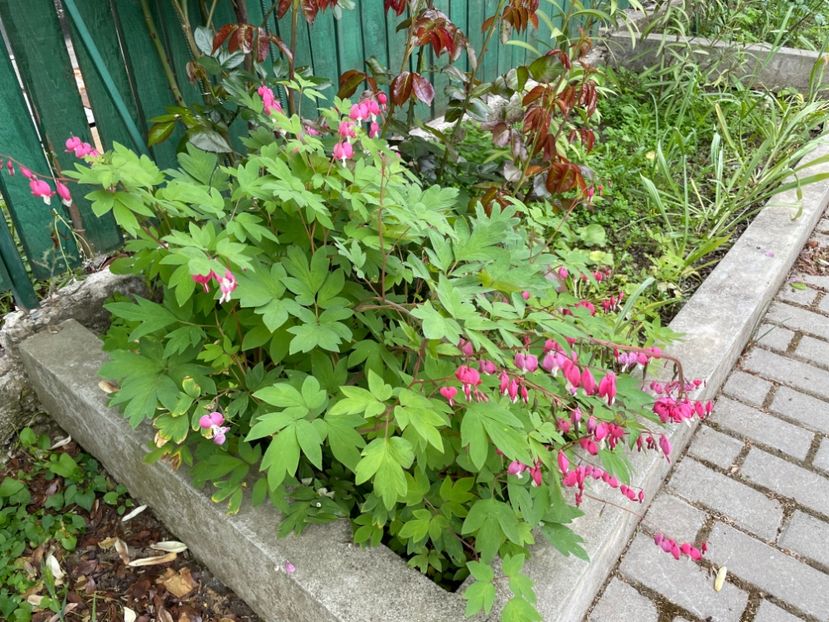  - 0005 - Gradina - 2025