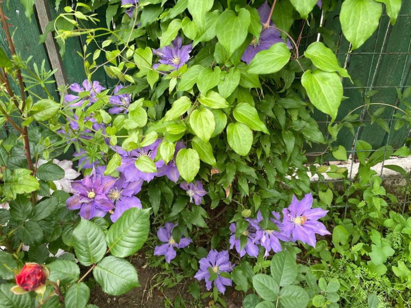  - 0005 - Gradina - 2025