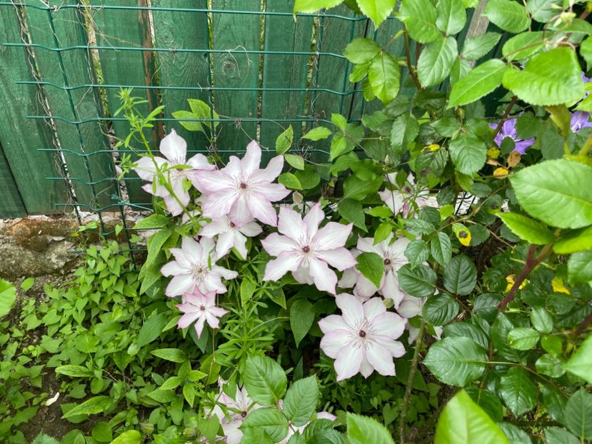  - 0005 - Gradina - 2025