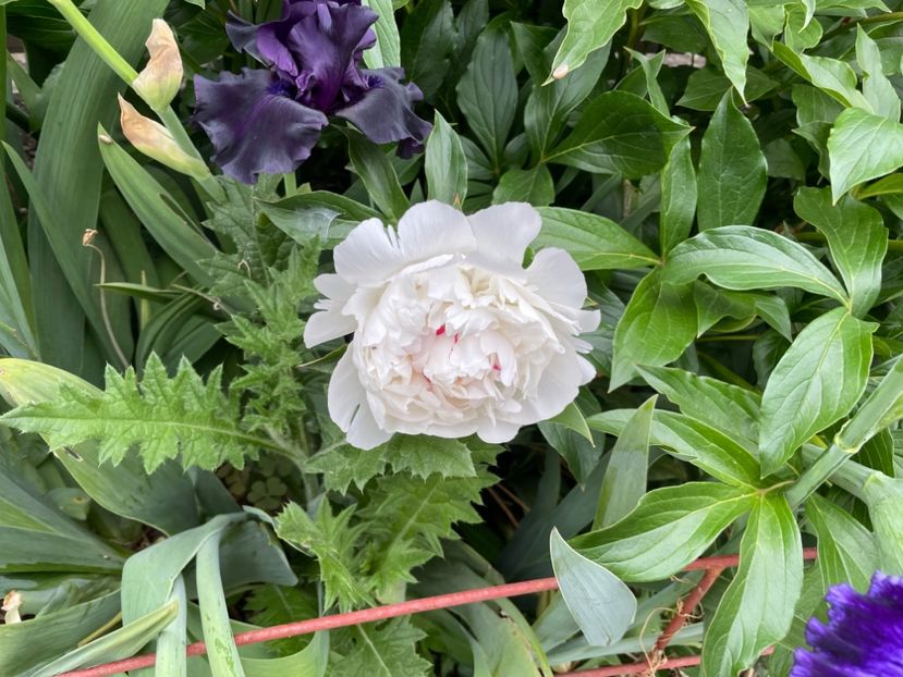  - 0005 - Gradina - 2025