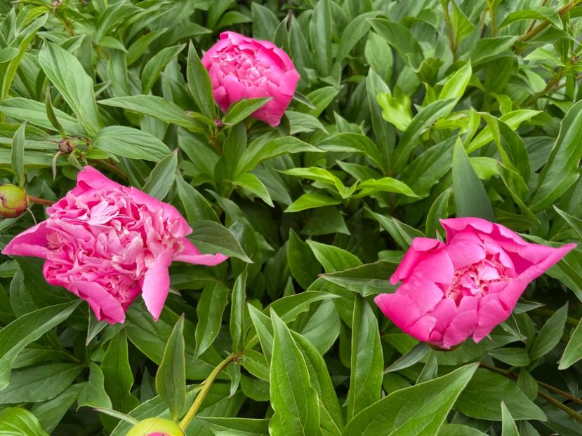  - 0005 - Gradina - 2025