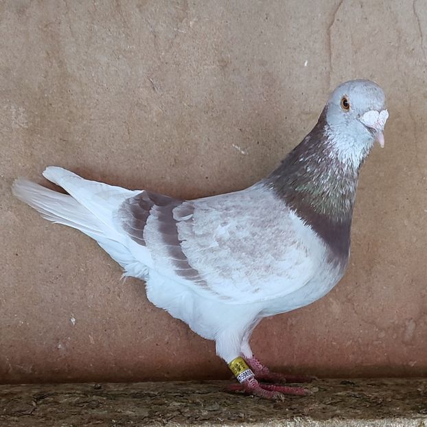 Mascul 24-311 - Porumbei vanduti