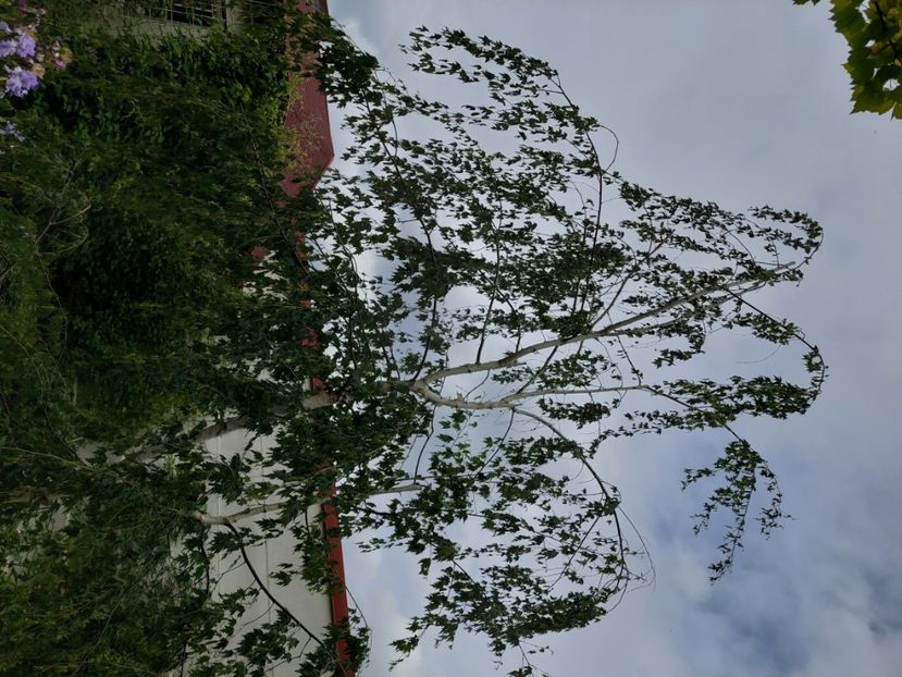  - 2025 mai