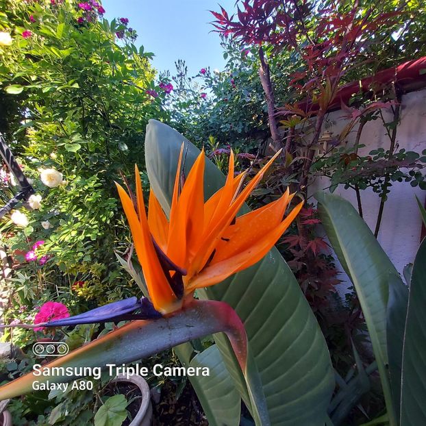  - Strelitzia Reginae