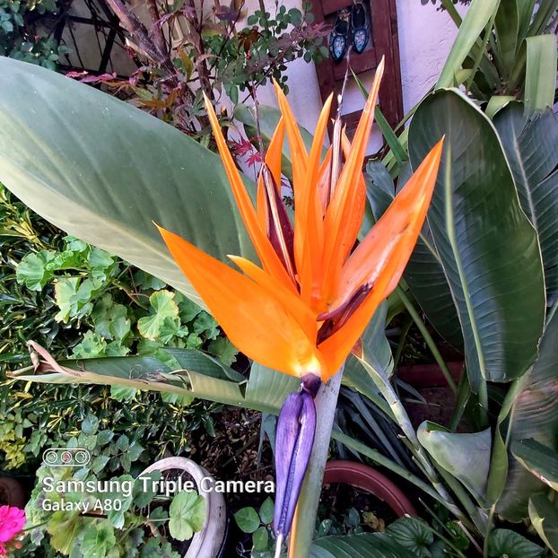  - Strelitzia Reginae