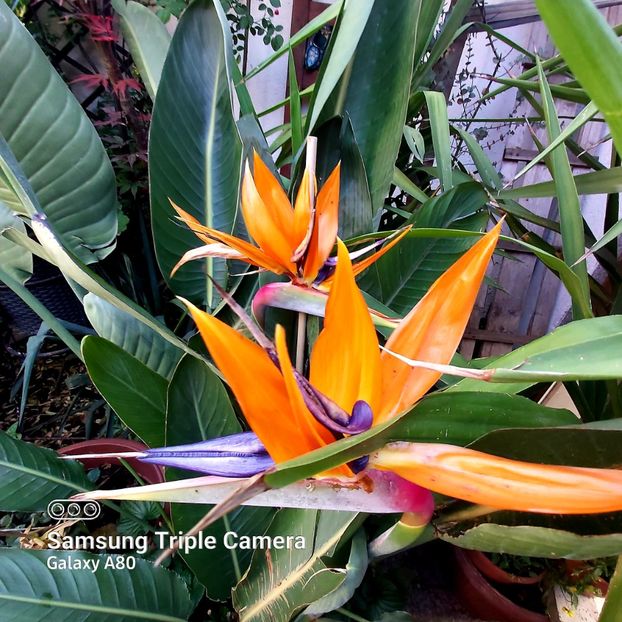  - Strelitzia Reginae
