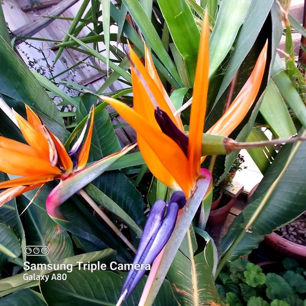  - Strelitzia Reginae