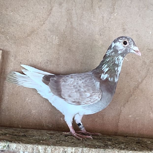 Mascul 24-138 - Bălțat rosu