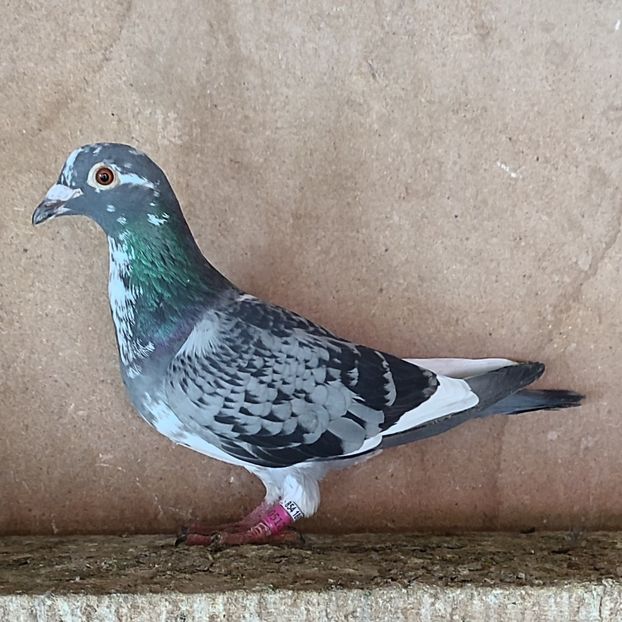 Femela 24-270 - Porumbei vanduti