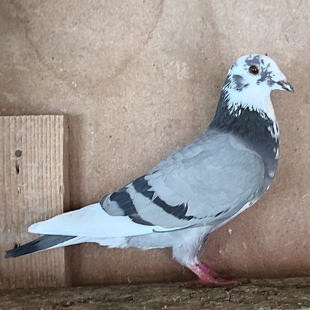 Femela 24-272 - Porumbei vanduti