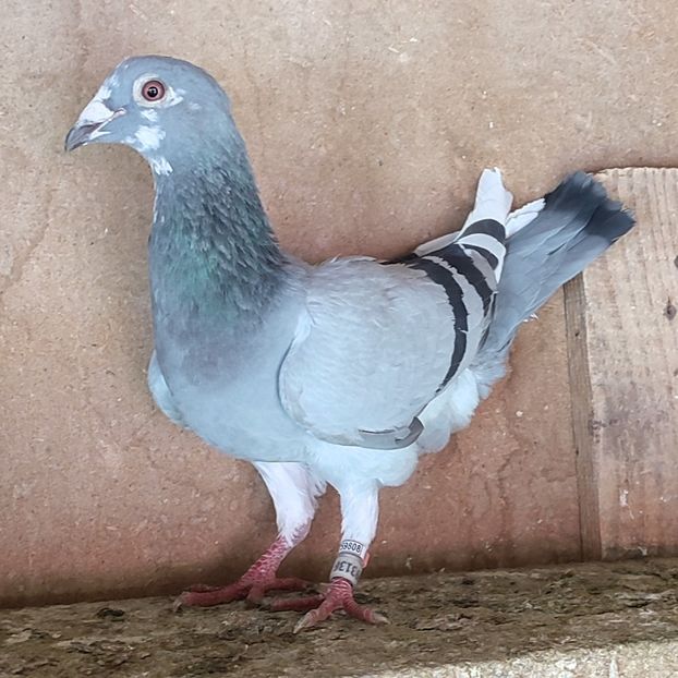 Femela 24-136 - Porumbei vanduti