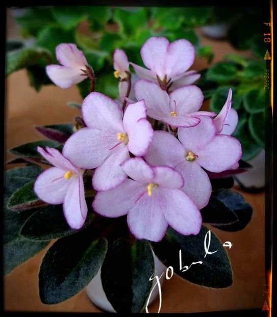 N Diymovoshka ( mini ) - A Violete mini si semimini