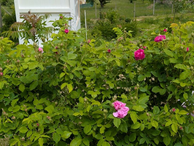 PXL_20250515_102854087 - Glendora