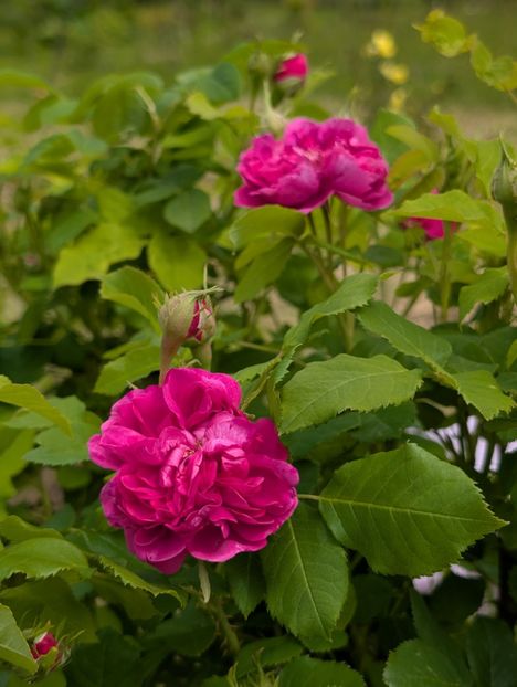 PXL_20250515_102915077 - Glendora