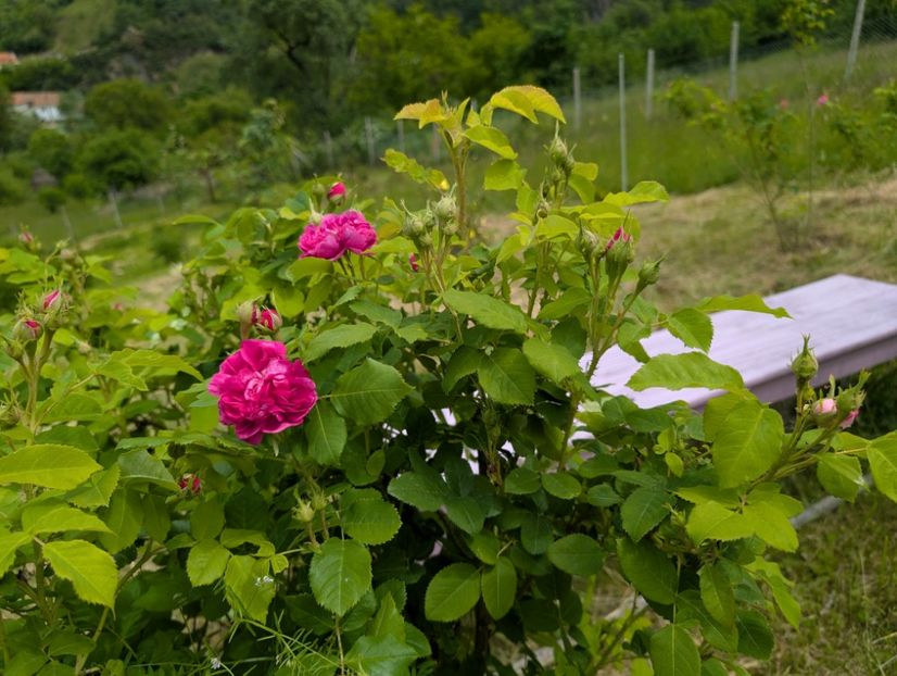 PXL_20250515_102932283 - Glendora