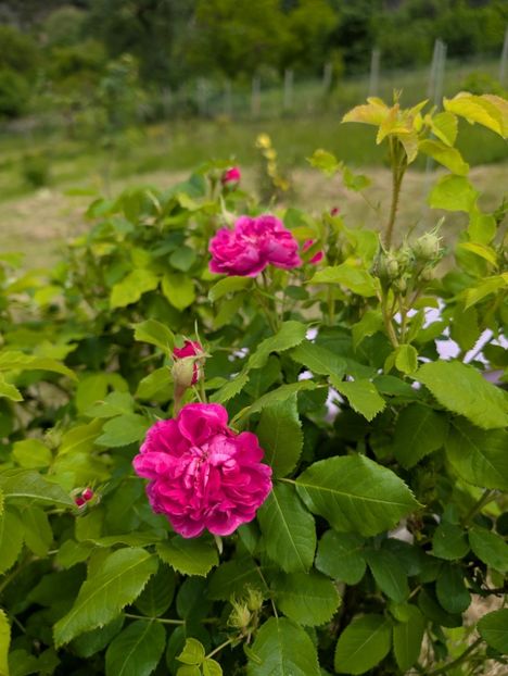 PXL_20250515_102945382 - Glendora