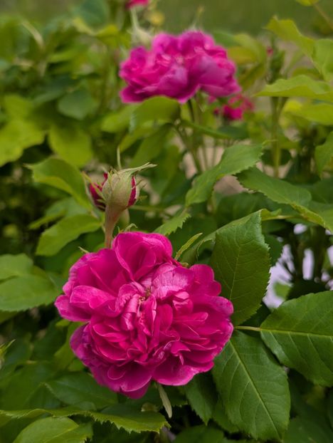 PXL_20250515_102956395 - Glendora