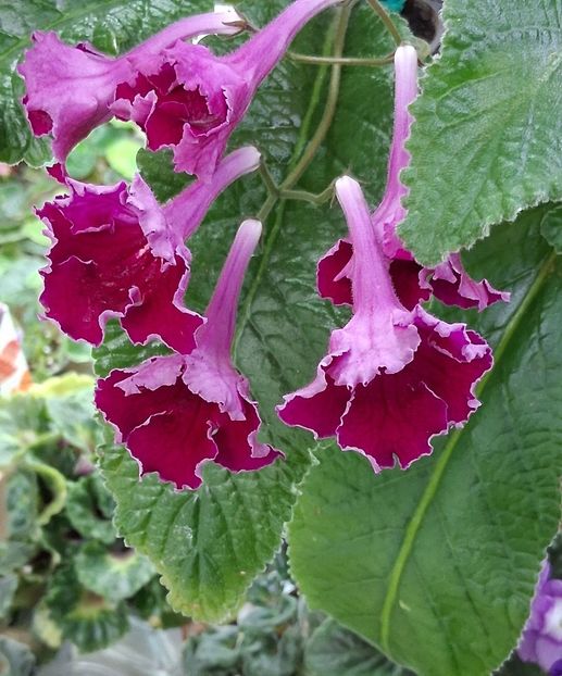  - STREPTOCARPUS
