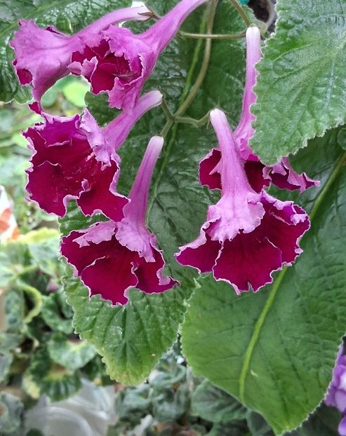  - STREPTOCARPUS