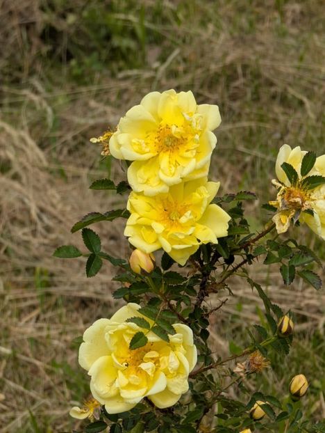 PXL_20250515_102331252 - Rosa Harisonii