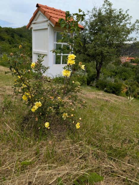 PXL_20250515_102411508 - Rosa Harisonii