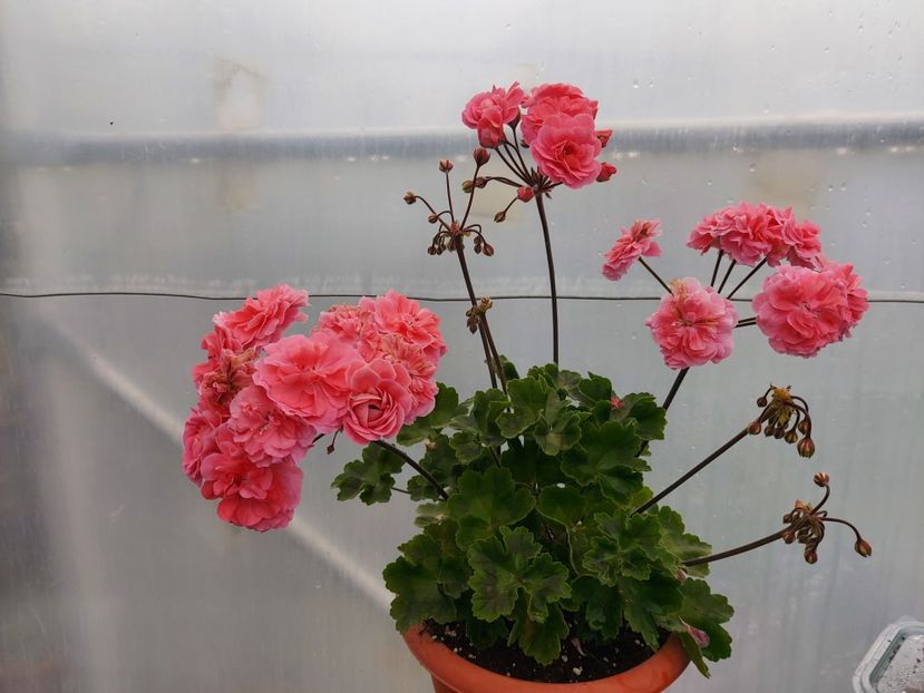 Prințesa Marocana - A-Muscate 2025