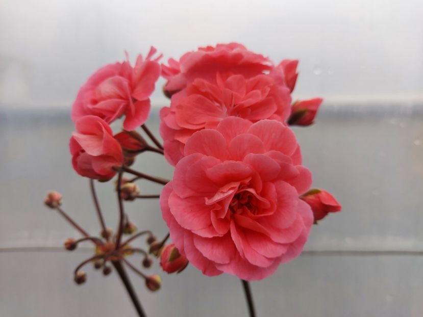 Prințesa Marocana - A-Muscate 2025