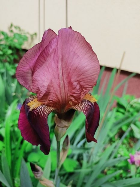  - Grădina 2025 continuare 2