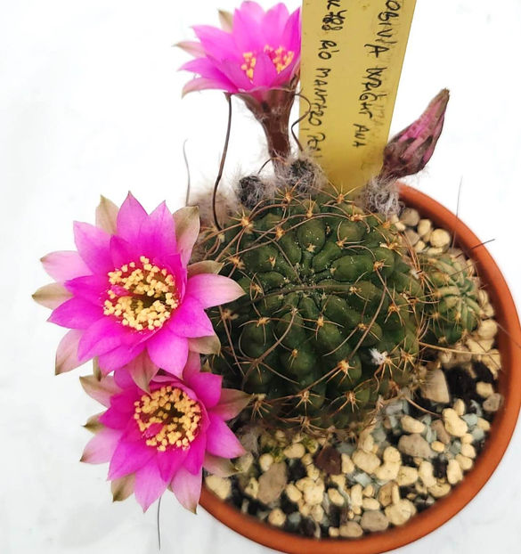 Lobivia wrightiana - Lobivia wrightiana