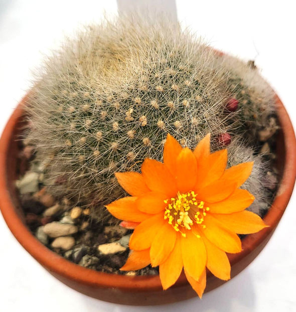 Rebutia hb Apricot Ice - Rebutia hb Apricot Ice