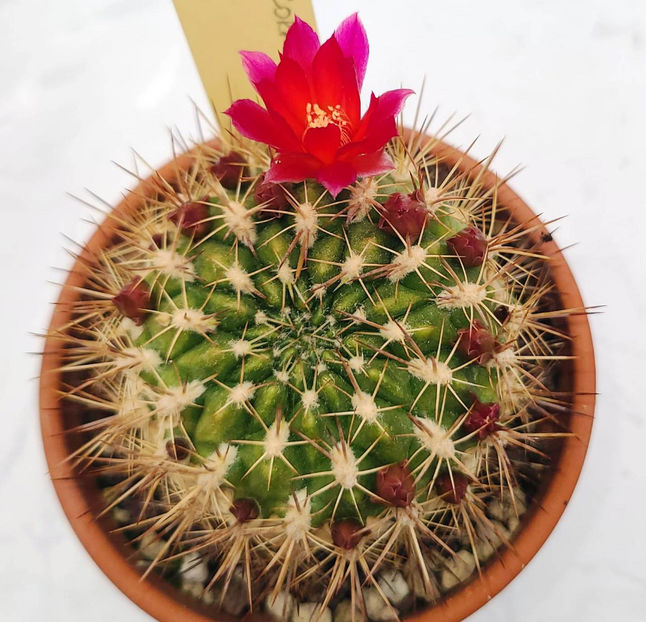 Weingartia rubriflora - Weingartia rubriflora KK 1593